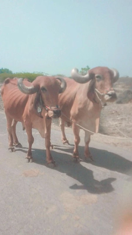 ફુલ જવાબદારી રવ...