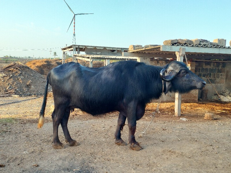 2વેતર ભેંશ