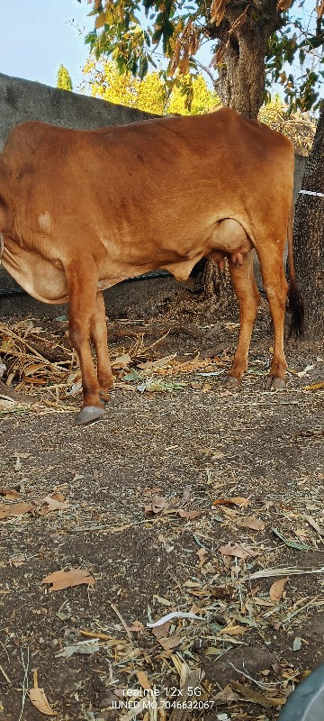 બે ગાયો વેચવાની...