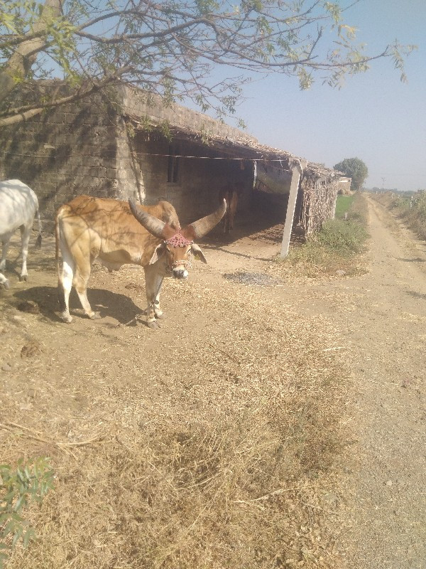 ગોઢલા વૈછવાના છ...