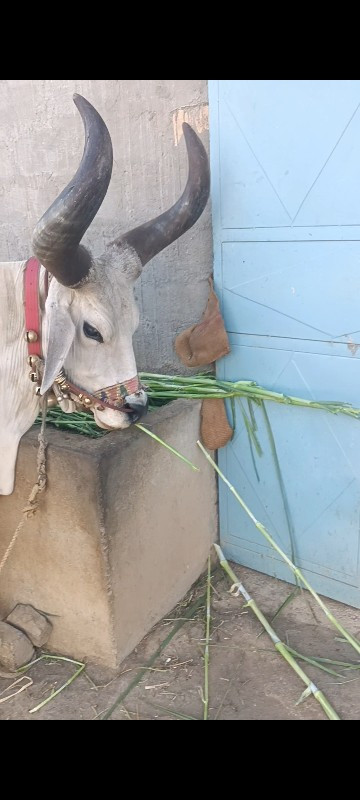 બીજી વાવણી વાવે...