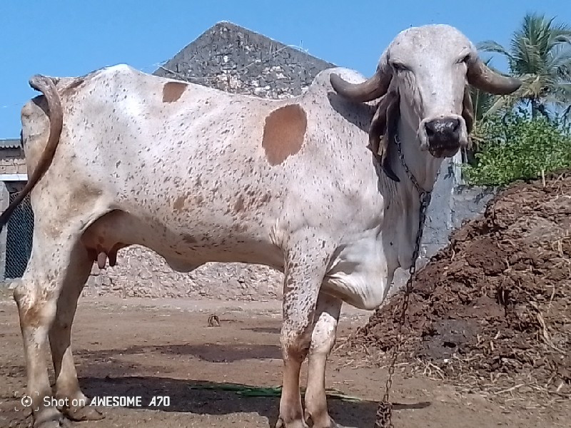 ગીર ગાય વેચવાની...