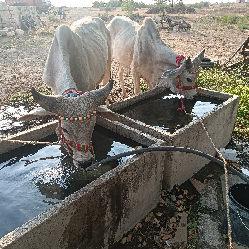 ઘોધલા છે