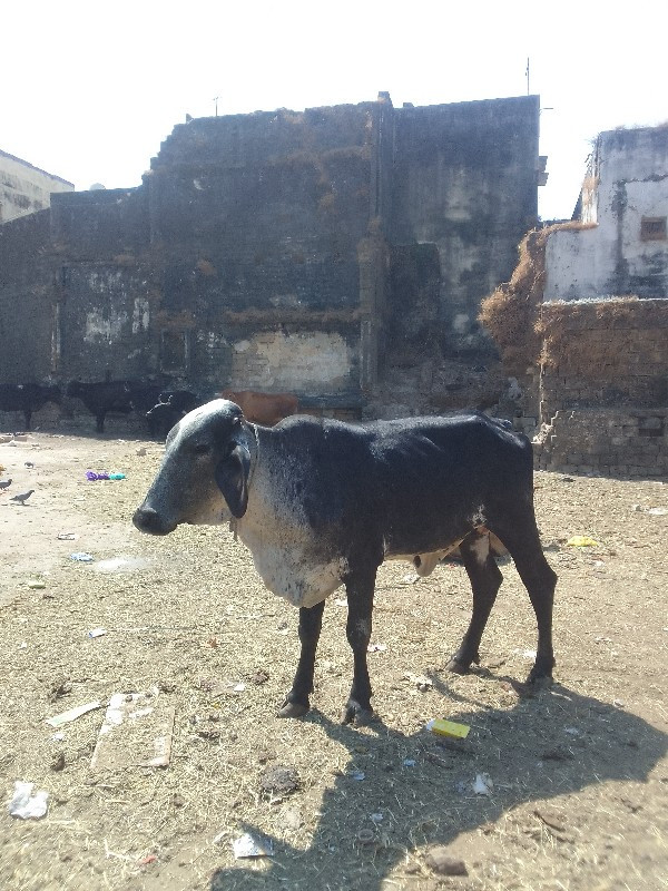 ગીર ક્રોસ હોડકી...