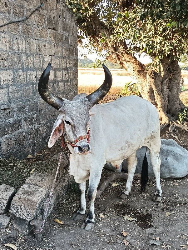 બળદ  વેસવાના છે