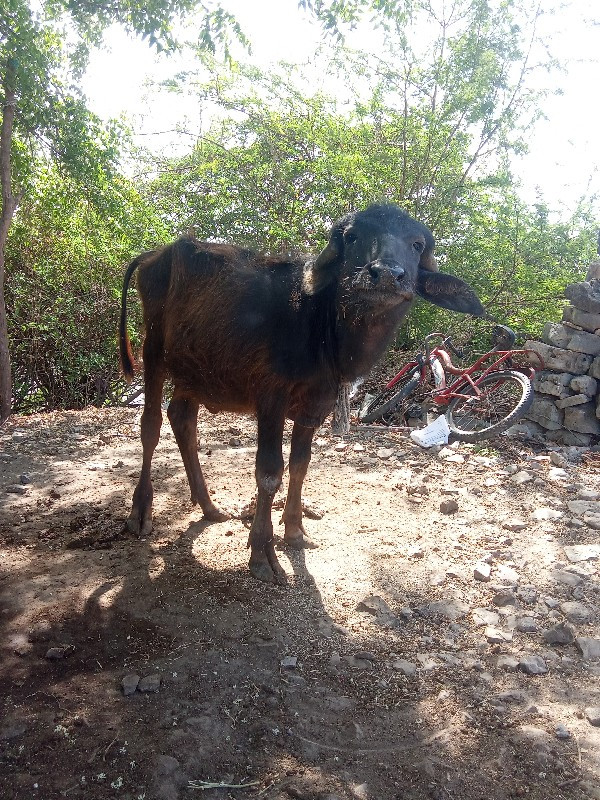 padi se devani