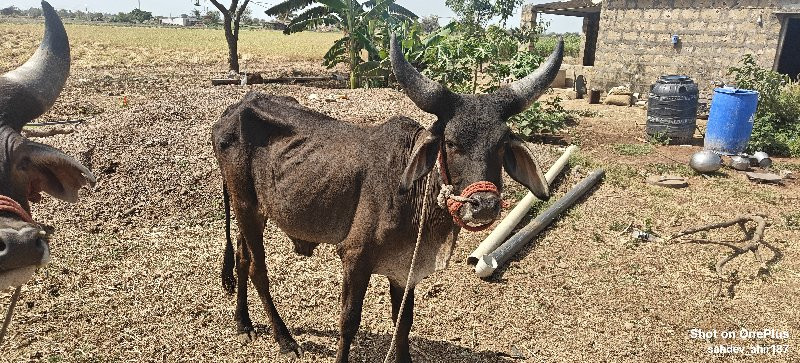 એક કચ્છી ગોધલો