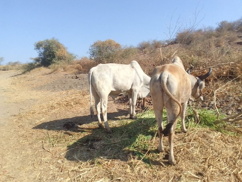 સનાળા