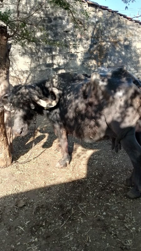 pakad
