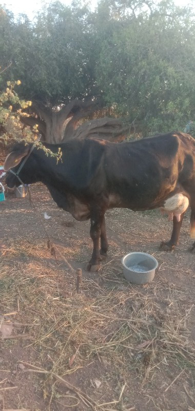 Hf ગાય વેચવાની...