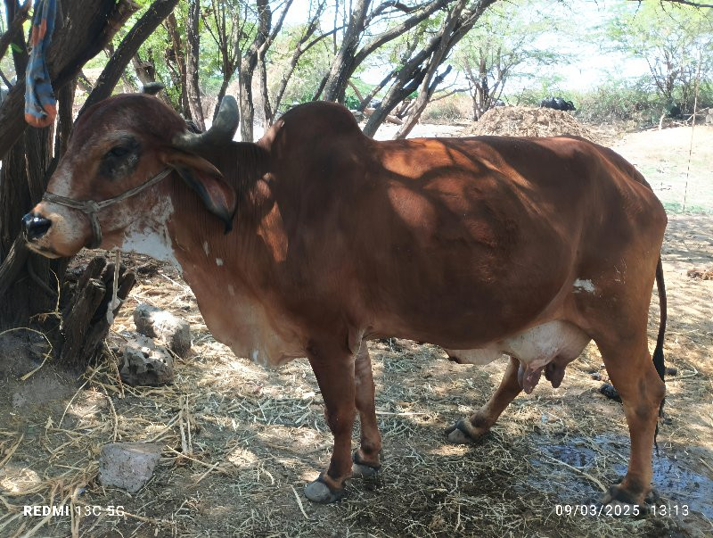 ગીર ગાય વેચવાની...