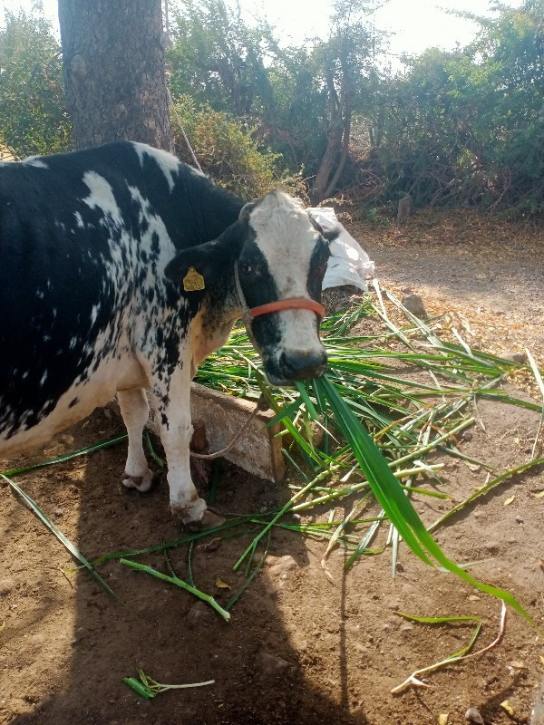 ગાયવેસવાનિછે