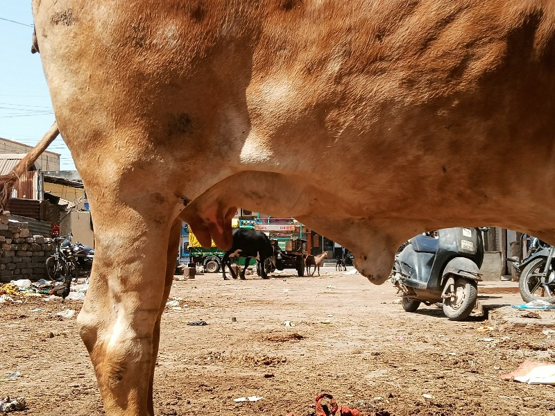 ૧ વેતર લંબાઈ ઊં...