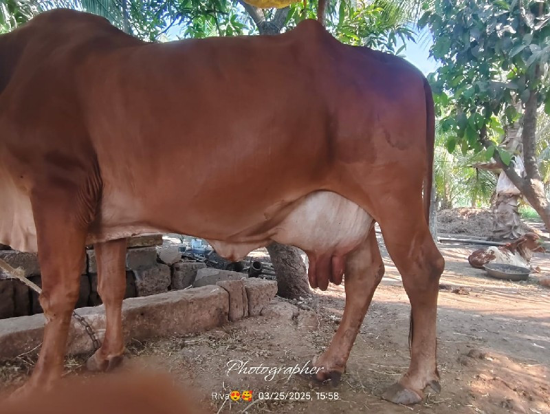 ગાય વેસવાની છે.