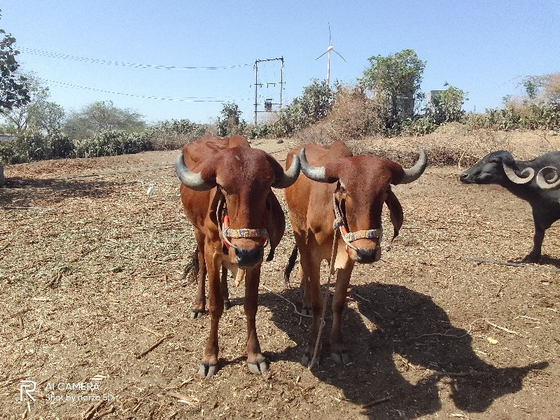 ગોઢલા