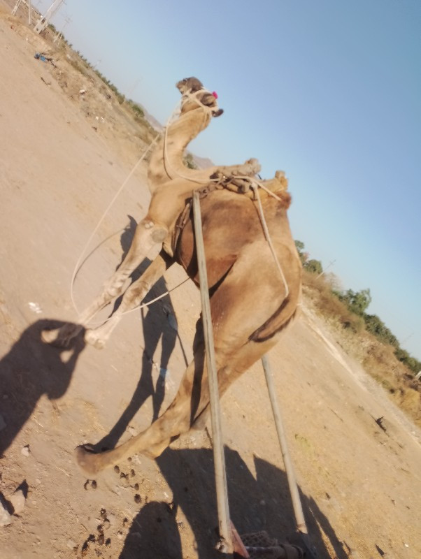 શાઢીયો વેચવા નો...