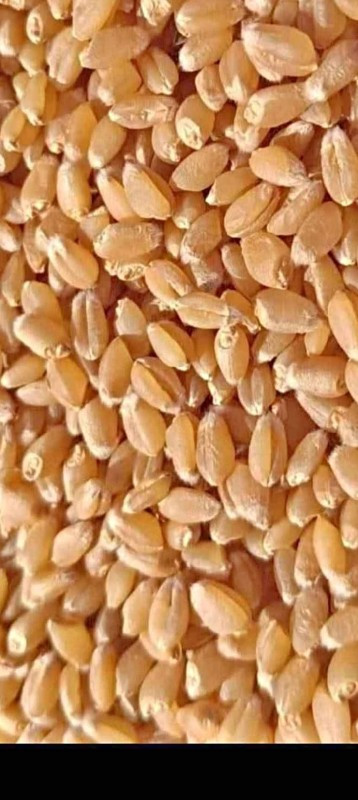 ધવ ૪૯૬ ટુકડા