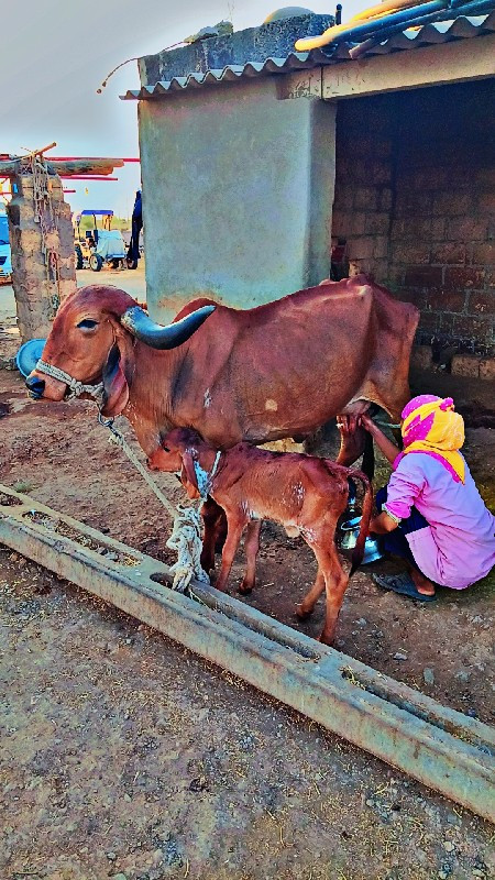 ગીર ગાય