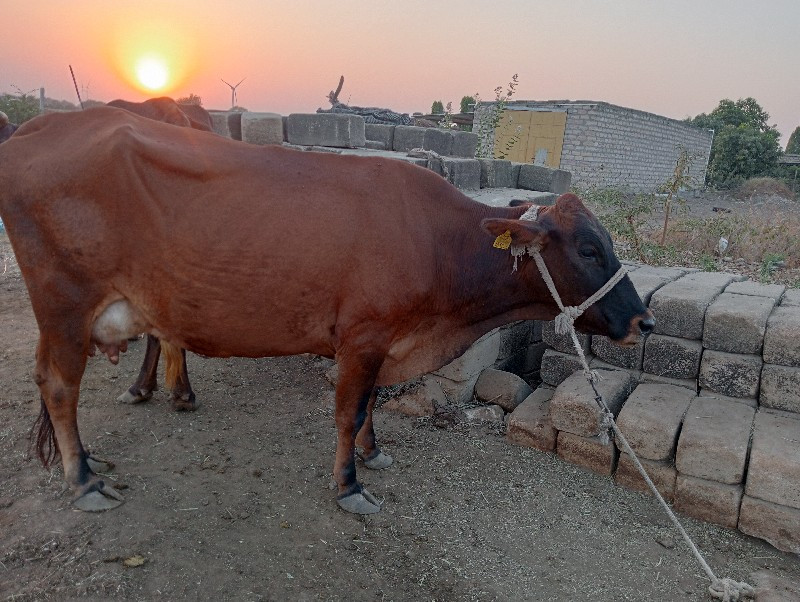 લાલાભાઈ આહીર