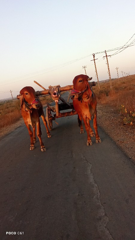 ગોઢલા. વેચવાના