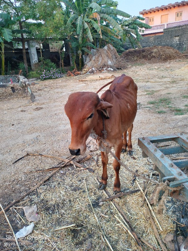 વાછરડો વેચવા નો...