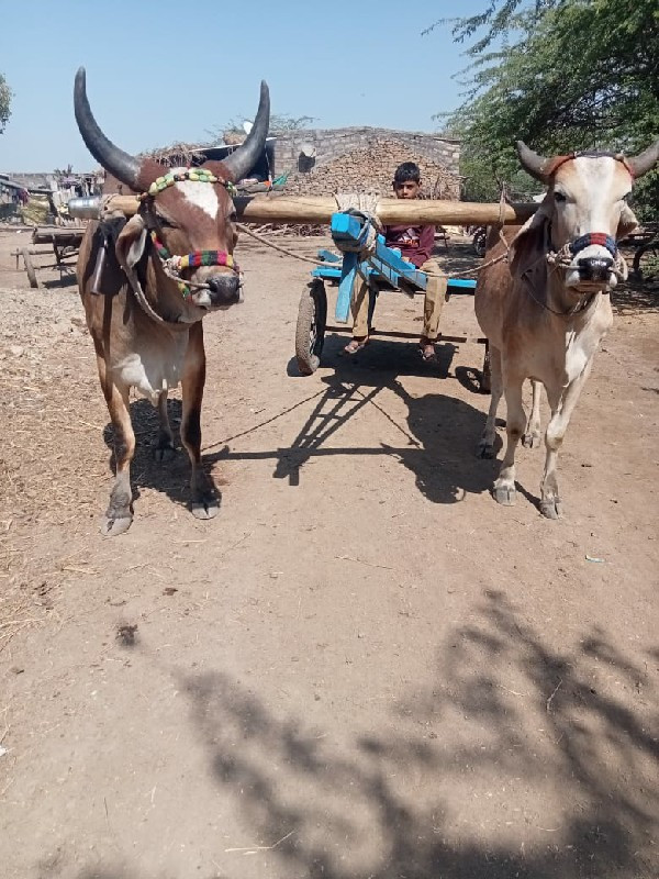 ગોઢલા વેચવાના છ...