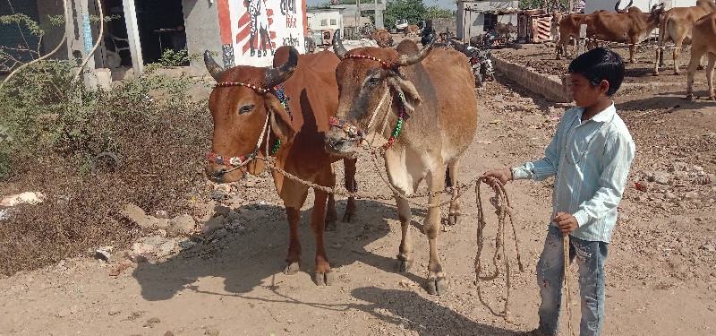 શિવ સાહેબ