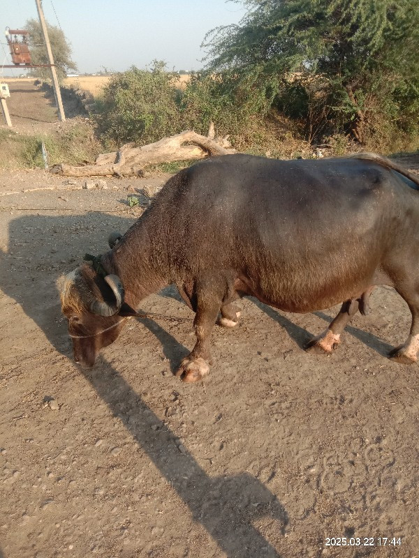 ભેંસ વેચવાની છે