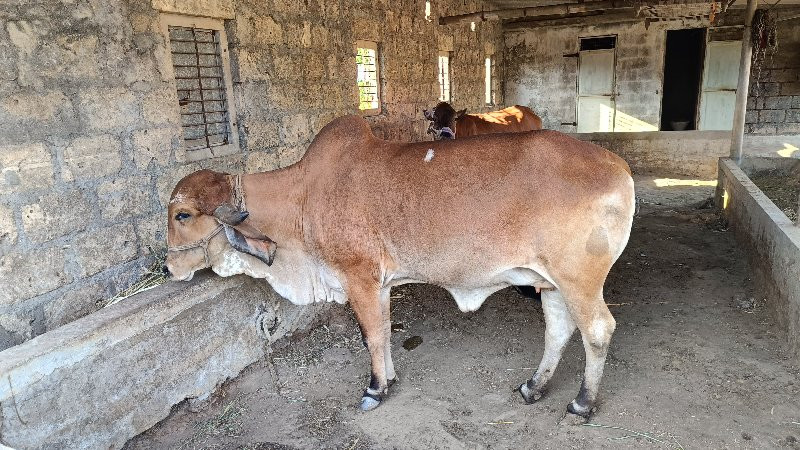 ગીર હોળકી વેશવા...