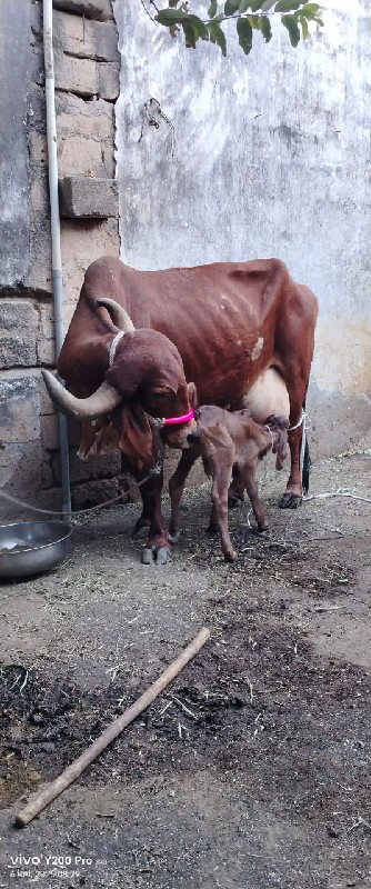 ગીર ગાય વેચવાની...