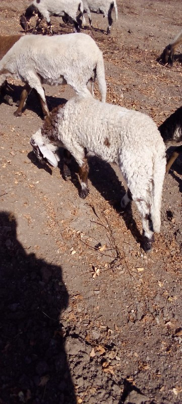 બગસરા