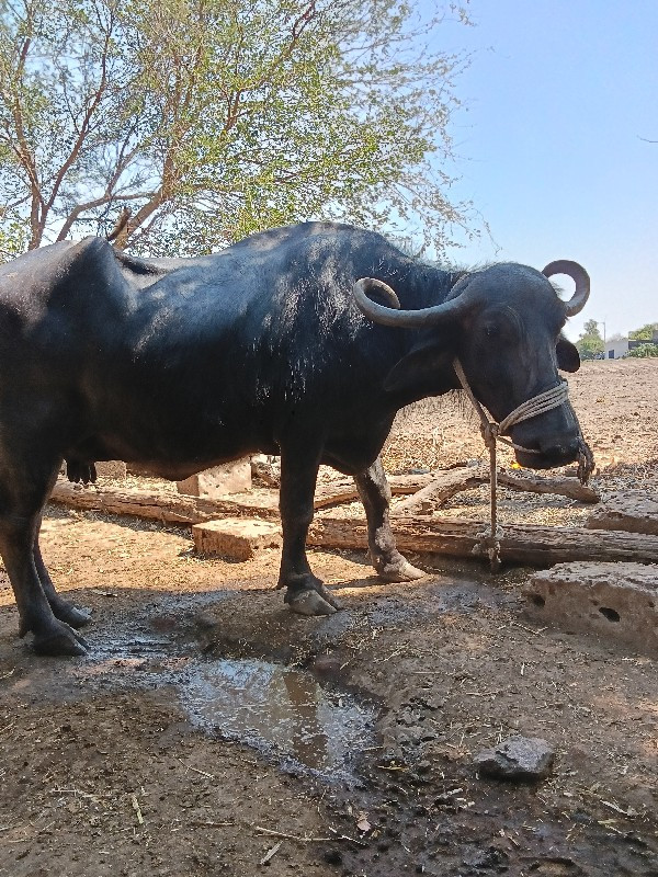 ભેંસ વેચવાની છે