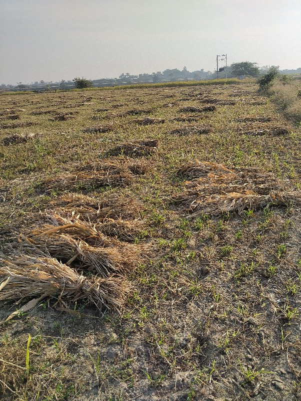 જુવાર ના પુરા