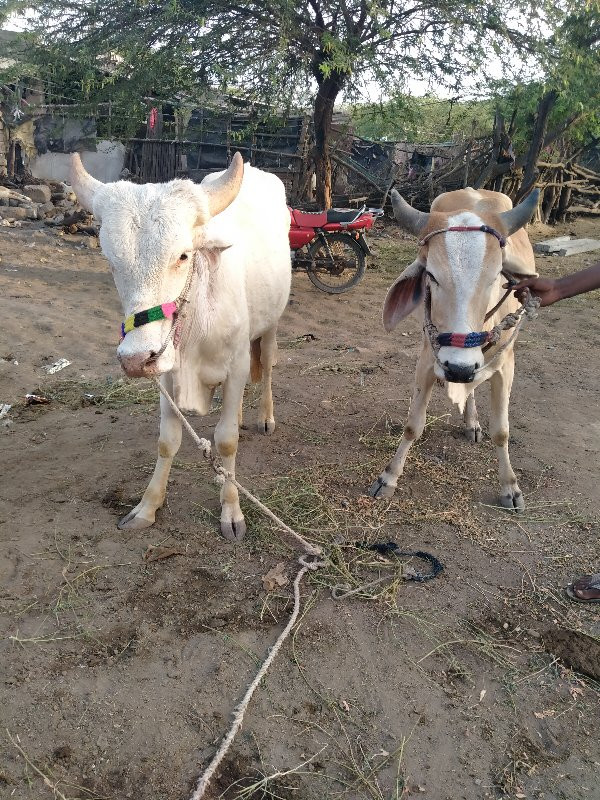 આશાપુરા ડાકલા વ...