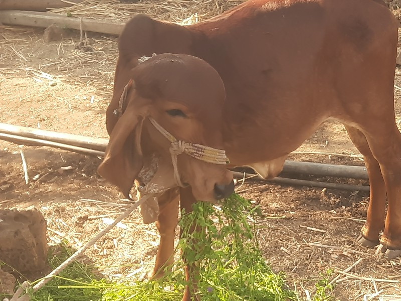 વાસળી વેચવા ની...