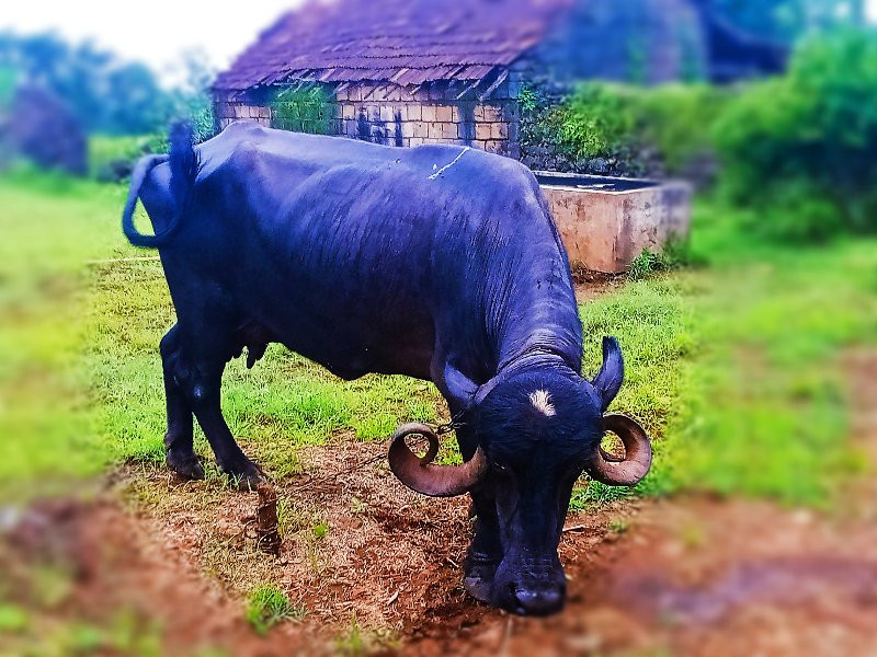 ભેંસ વેચવાની છે