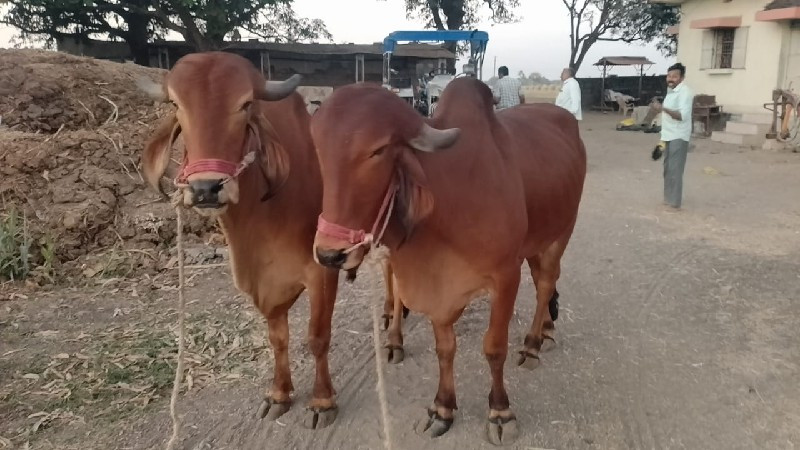 બળદ વેચવાના છે