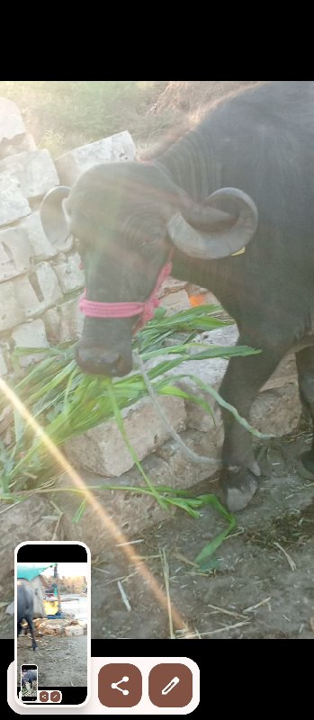 બીજું વેધર પેટમ...