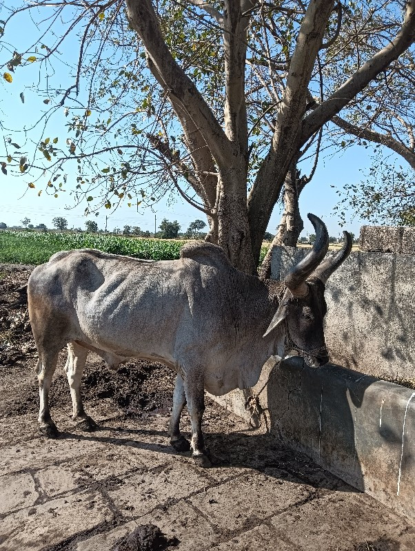 વેચવાના છે