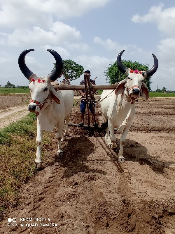 બરધવેસવાનાસે