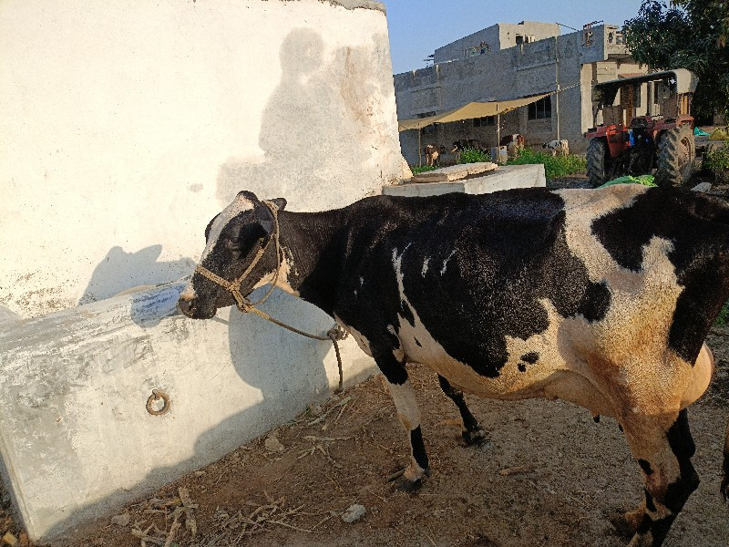 એસબ ગાય દેવાની...