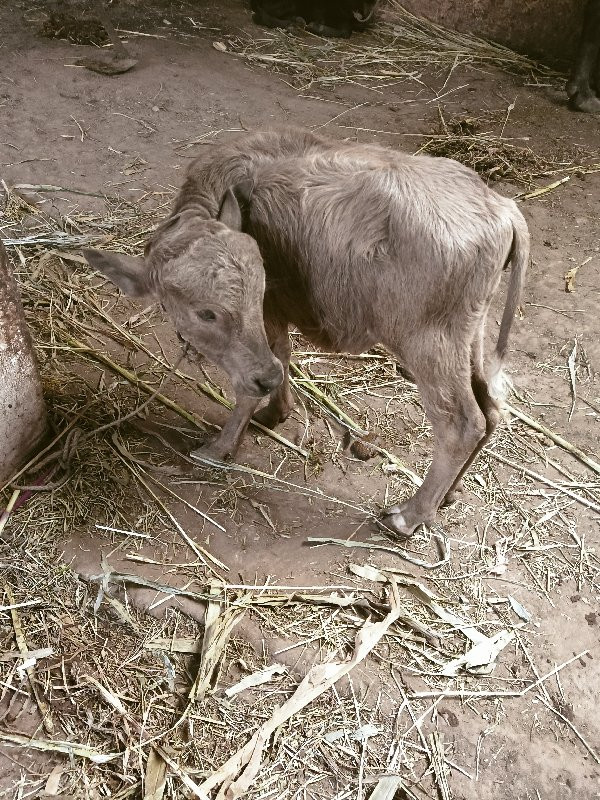 3વેતરભેસવેસવાની...