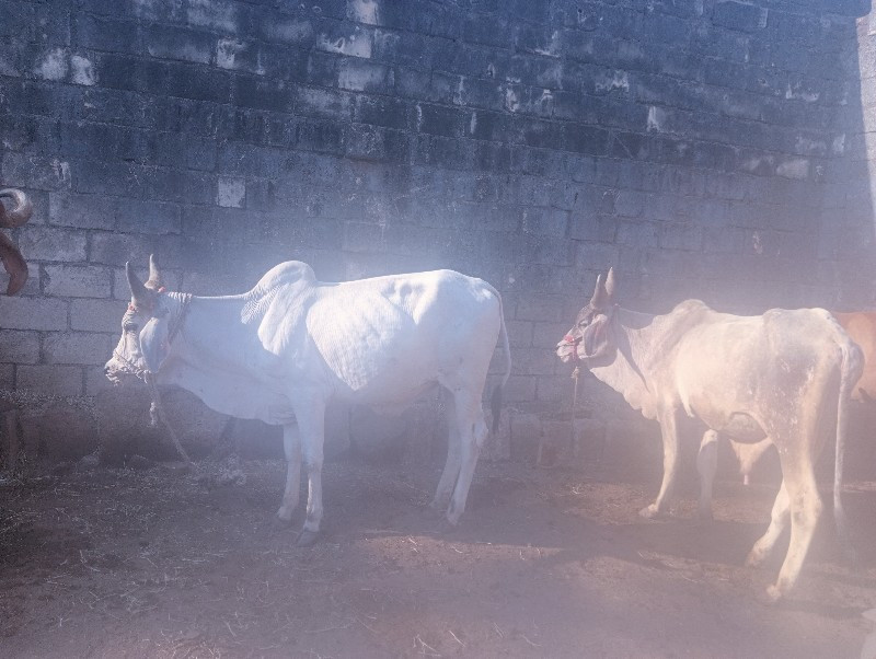 ગોડલા વેચવાના છ...