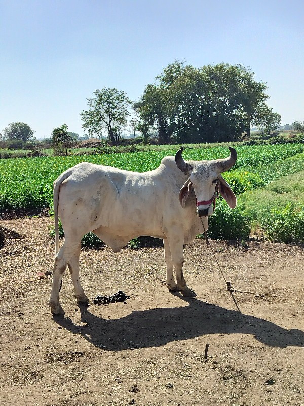 વેચવા નો છે