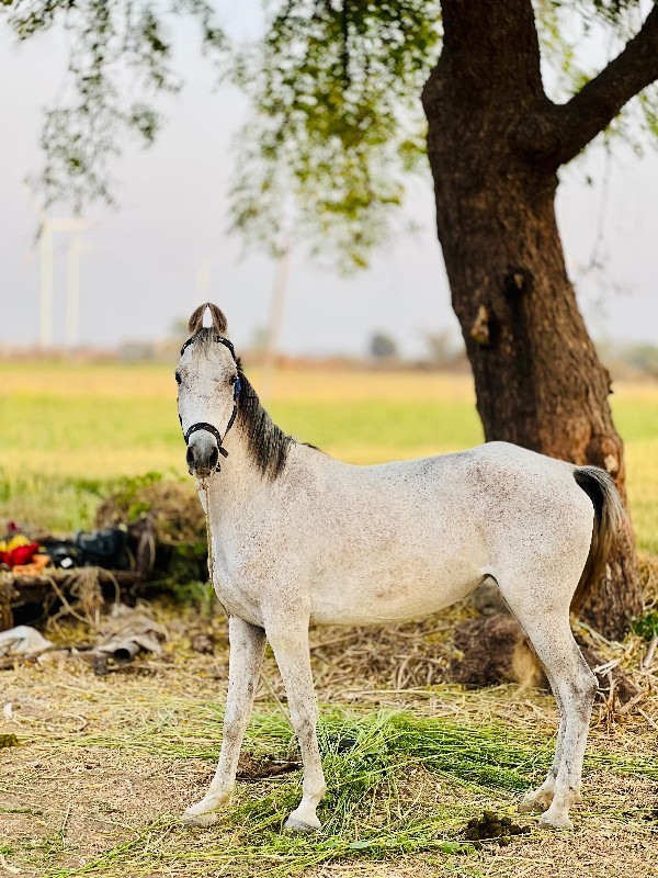 ઘોડી વેસ્વની સે