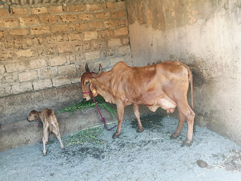 ગાય વેચવાની છે