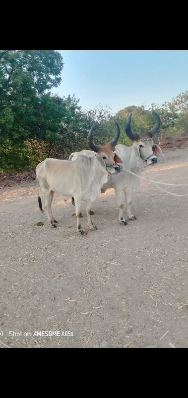 બળદ વેચવાના છે