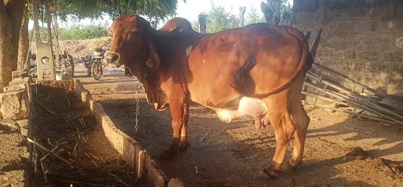 ગાય વેસવાની છે