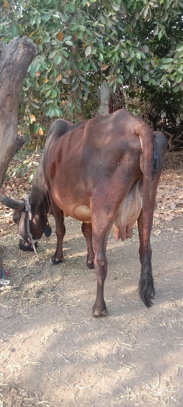 ગાય વેચવાની છે