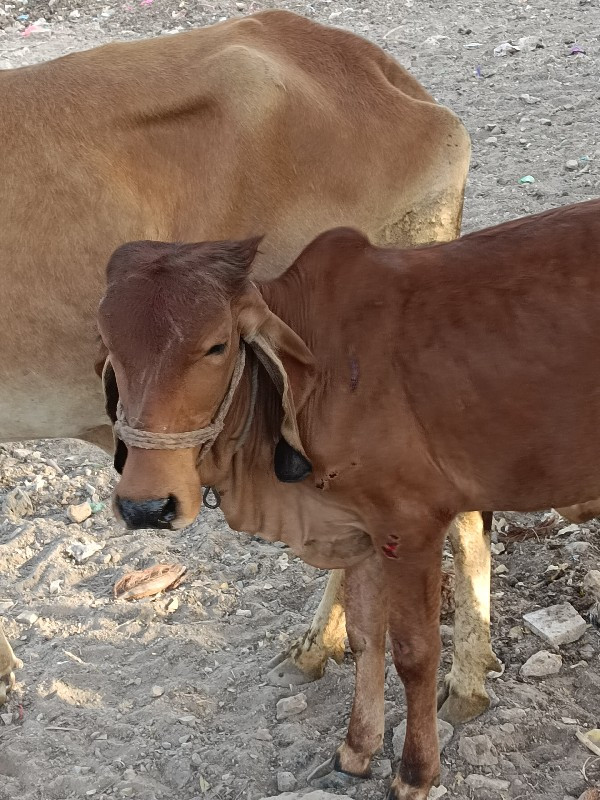 વાછરડી વેચવાની...